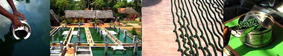 Spiruline cultivée à Auroville Djform