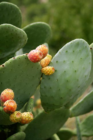 Nopal Bio Djform, Capteur de Graisse, Minceur Nopal Bio Djform, Capteur de Graisse, Minceur